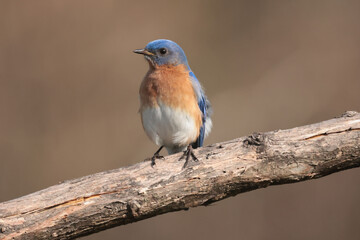 Male Bluebird on branch or checking out new nesting box