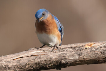 Male Bluebird on branch or checking out new nesting box