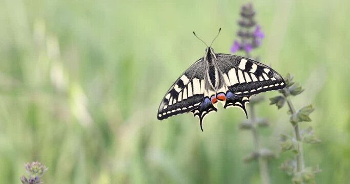 Portrait of Papilio machaon or old world swallowtail, large European butterfly .