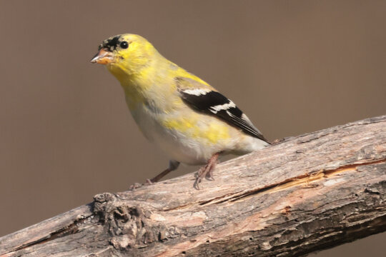 Goldfinches in spring molting into spring and summer colours