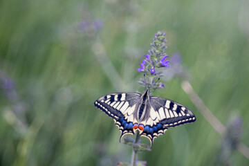 Portrait of Papilio machaon or old world swallowtail, large European butterfly .