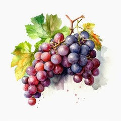 Obraz premium Vibrant Watercolor Grapes on White Generative AI