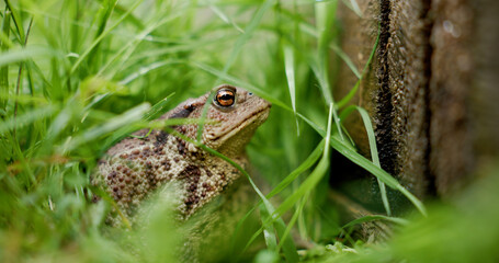Toad hidden among the grasses