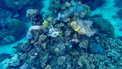 The Great Barrier Reef coral reef in Australia is a unique natural underwater landscape consisting of colorful corals below the sea surface