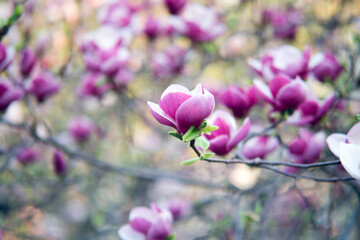 pink magnolia flowers on the branches 