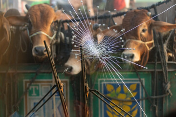 Cows transporting on the road in Dhaka Bangladesh