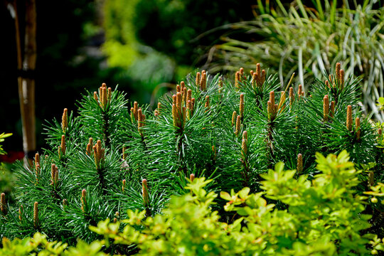 młode pędy sosny kosodrzewiny kwitnącej w ogrodzie, Young pine shoots blooming in garden springtime, Pinus mugo