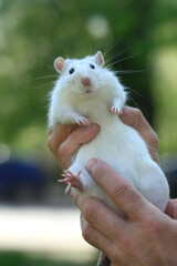 Portrait of cute white rat
