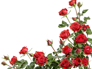 Bunch of red roses frame border for text and desig on white background,png