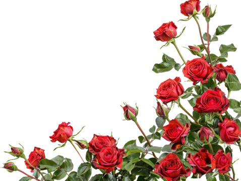 Bunch of red roses frame border for text and desig on white background,png