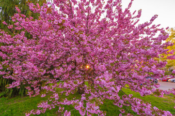 Drzewo kwitnącej Japońskiej Wiśni. Drzewo pełne różowych kwiatów stojące na miejskim trawniku w centrum miasta - obrazy, fototapety, plakaty