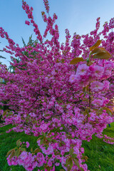 Drzewo kwitnącej Japońskiej Wiśni. Drzewo pełne różowych kwiatów stojące na miejskim trawniku w centrum miasta