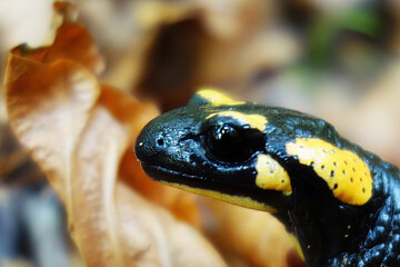 Spotted salamander resting in the forest