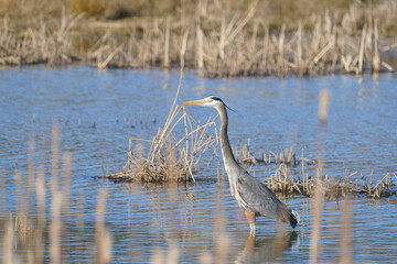 Great Blue Heron flies over a pond and marsh area