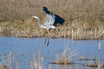 Great Blue Heron flies over a pond and marsh area