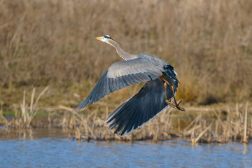 Great Blue Heron flies over a pond and marsh area