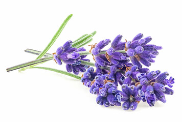 Lavender flowers and leaves isolated on a white background. Alternative medicine concept.