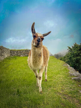 Peru Lama in Machu Picchu, South America, Llama en Machu Picchu, Per&uacute;