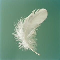 an elegant feather floating in the air interior green background. Airy concept