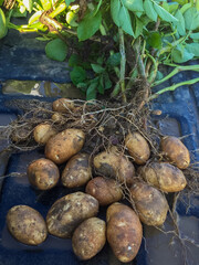 One potato plant on a tailgate with all russet potatoes from underground