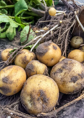 Round, yellow potatoes on potato plant on a truck tailgate