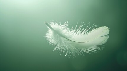 an elegant feather floating in the air interior green background. Airy concept