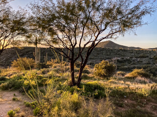 Arizona Foliage and Landscapes in Spring