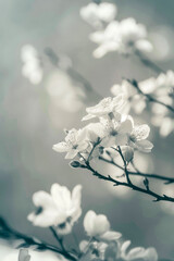 Magnolia Serenity: Soft Hues of Spring