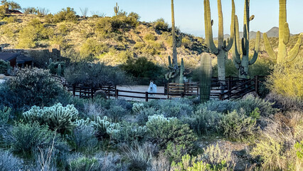 Horses in the desert mountains of Arizona