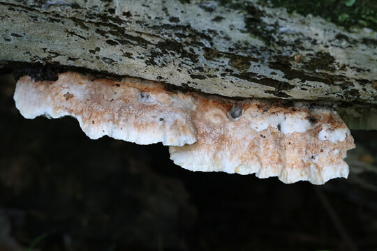 Postia calvenda, also called Postia leucomallella, a bracket fungus from Finland, no common English name
