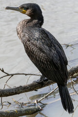 Focus on a black Great cormorant sitting on a branch above the La Meurthe river in Nancy.