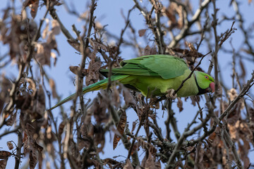 Focus on a green rose-ringed parakeet sitting on a branch eating a Judas tree pod.