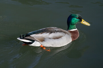 Focus on a male Mallard on the La Meurthe river in Nancy.