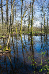 Obraz premium marécage dans la Forêt en hiver