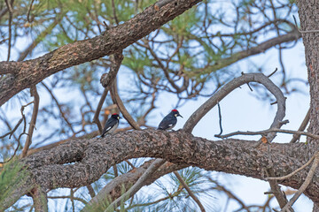 Pair of Acorn Woodpeckers on an Oak Tree