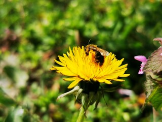 Honey bee on yellow dandelion flower