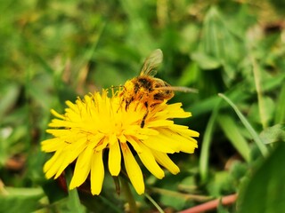 Honey bee on yellow dandelion flower
