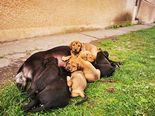 dog feeding her puppies. the mother is nursing her cubs. Cute little dogs suck their mother's milk