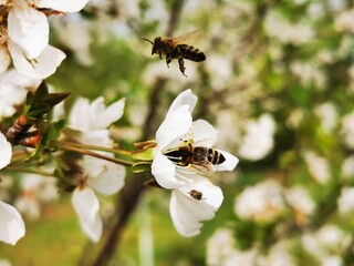 Honey Bee Fly. Bee flying on the fruit flower to collect pollen 