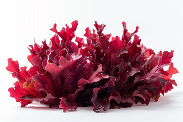 Crimson Waves: Red Sea Moss Splendor