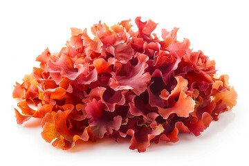 Crimson Waves: Red Sea Moss Splendor