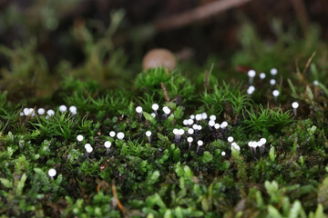Lamproderma columbinum, a slime mold from Finland, no common English name