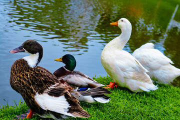 Four Ducks by the Lakeside: Harmonious Gathering