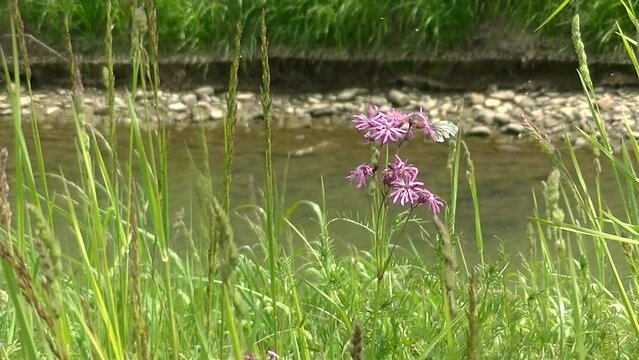 Green grasses, field pink flowers Silene flos-cuculi, Ragged-robin with butterfly Green-veined white, Pieris napi by river on sunny spring day. Topics: beauty of nature, fauna, flora