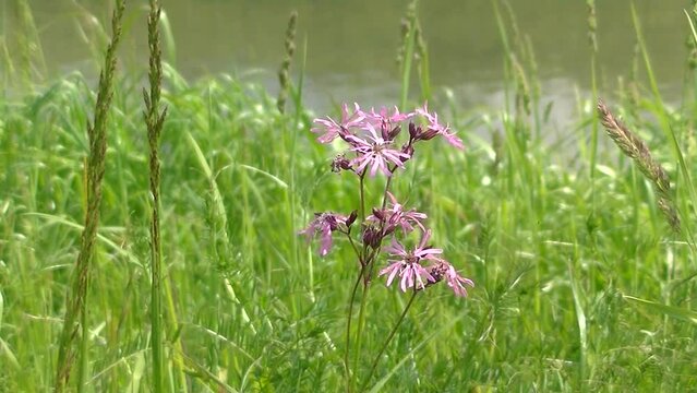 Green grasses, field pink flowers Silene flos-cuculi, Ragged-robin with butterfly Green-veined white, Pieris napi by river on sunny spring day. Topics: beauty of nature, fauna, natural environment