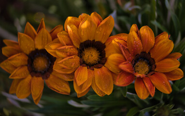 orange flower in the garden