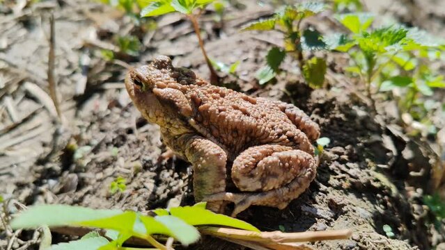 Brown Ferguson's Toad (Bufo Fergusonii)- the Frog