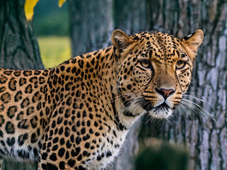 The leopard (Panthera pardus) is a large cat belonging to the genus Panthera along with lions, tigers, and jaguars.