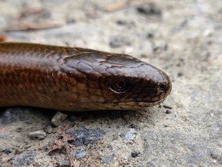 Anguis fragilis, or slow worm