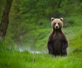 Obraz premium A graceful Brown Bear standing upright in the middle of a meadow